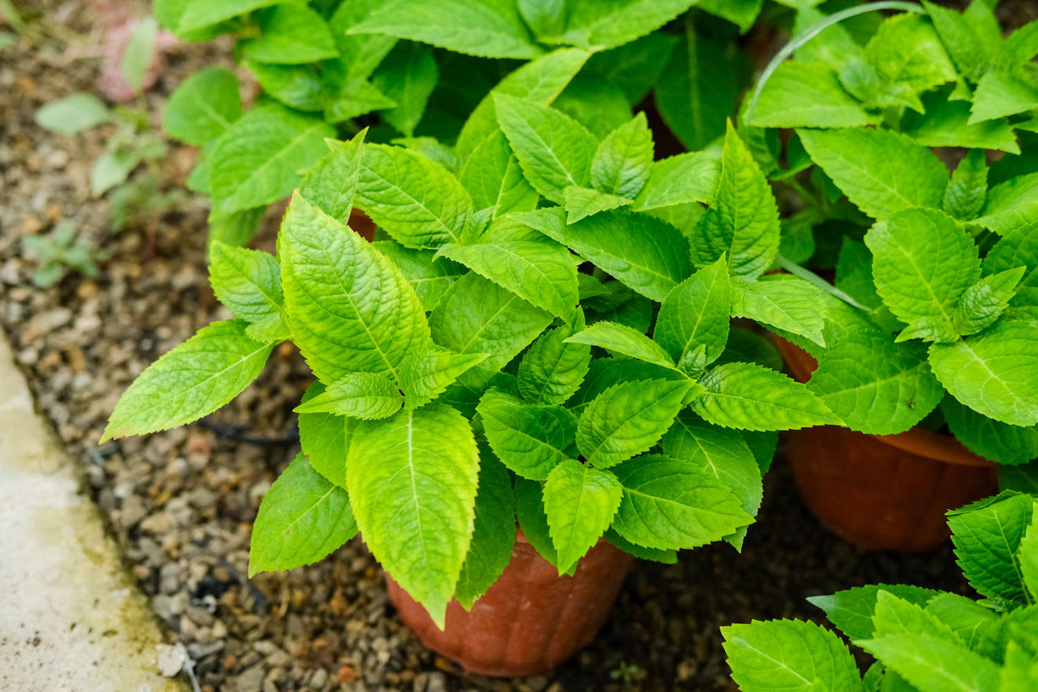 xu, 耐旱能力, 更旺盛