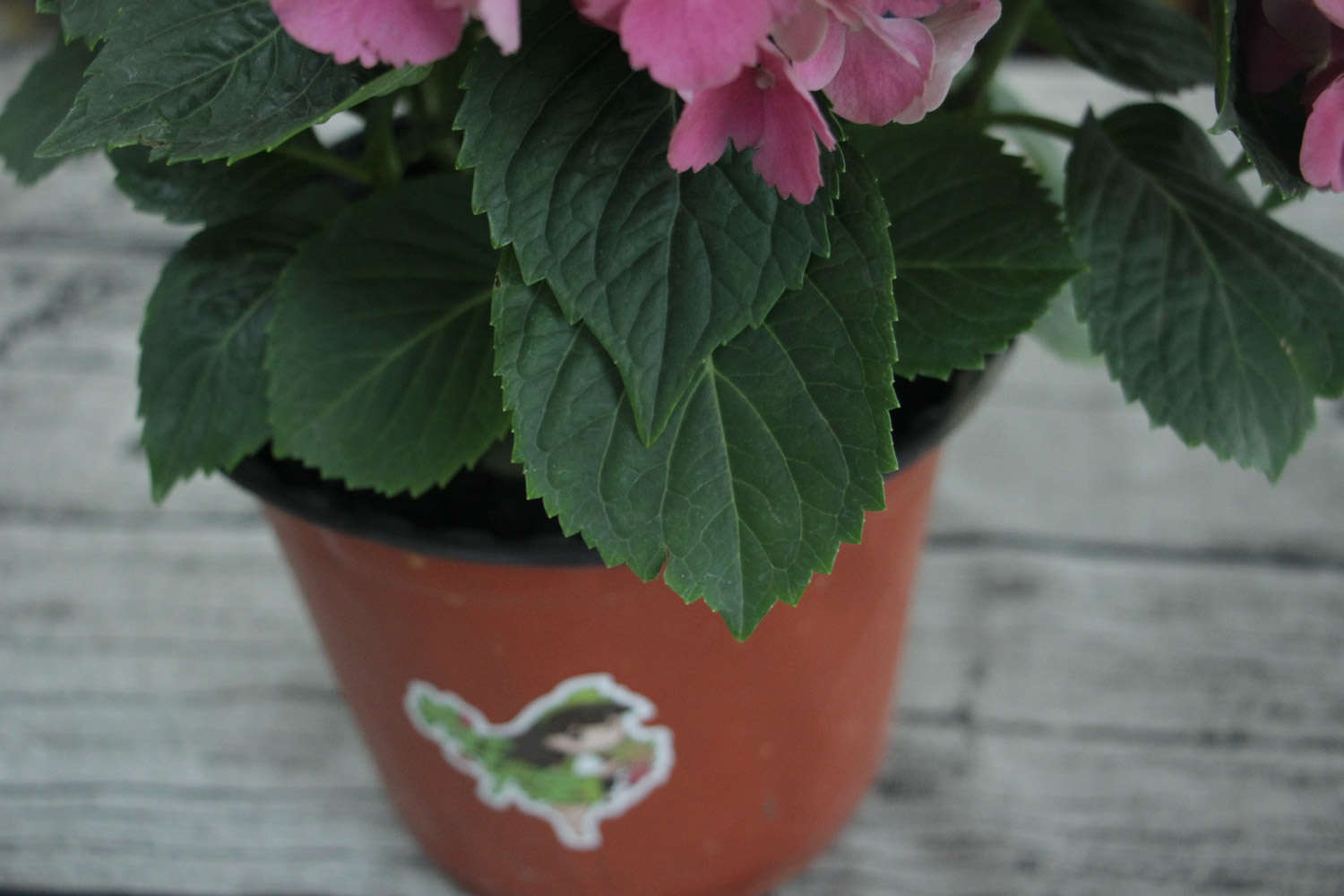 https, 环境, 更旺盛